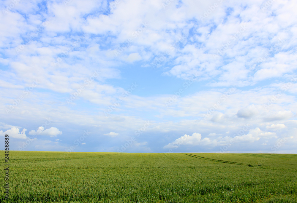 green cornfield and cloudy blue sky