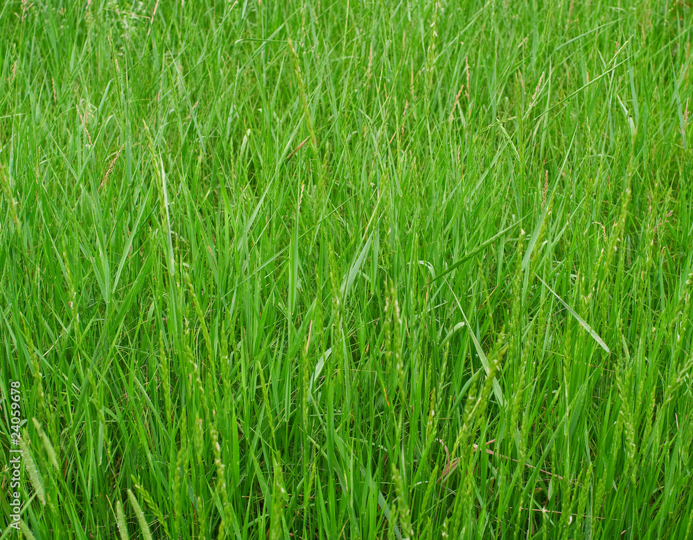 green grass green grass