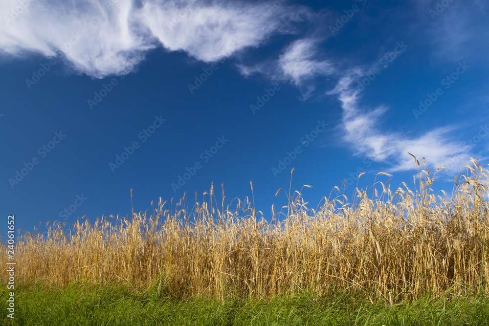 Fototapeta premium Wheat field