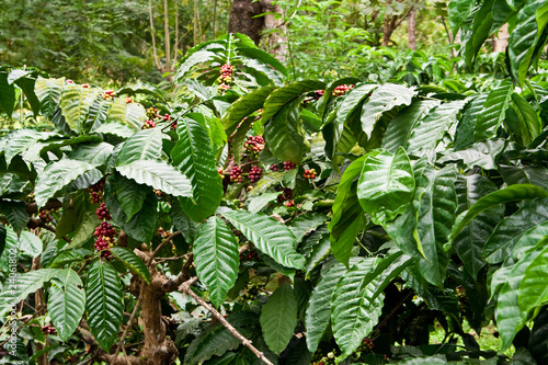Kaffeeplantage, coffee plantation