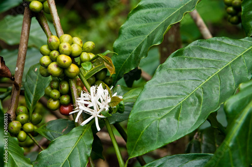 Bilde på lerret Kaffeepflanze, coffee plant