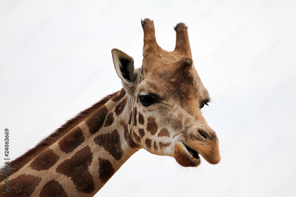 Obraz premium giraffe