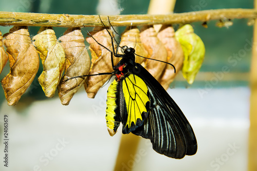 butterfly on a branch