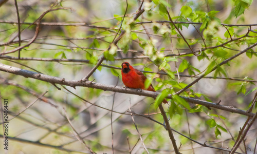Male Cardinal in Central Park © Donald Bowers