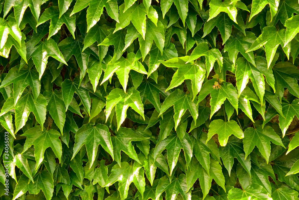 Fototapeta premium Green ivy leaves on the wall, background