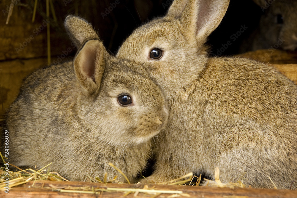 Fototapeta premium Rabbit, rabbits breeding