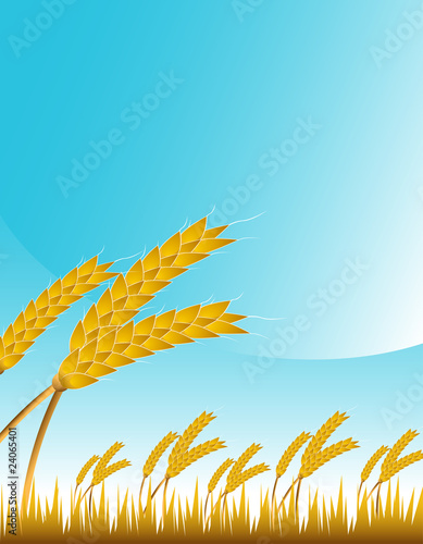 Wheat Field