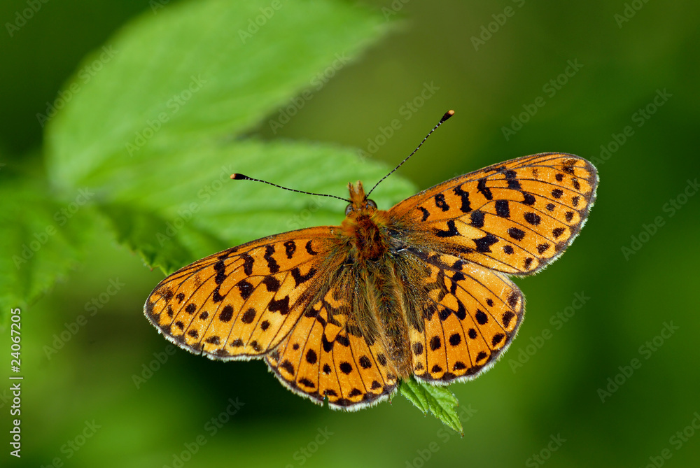 Pearl Bordered Fritillary Pearl Bordered Fritillary