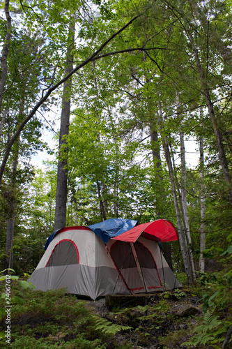 Forest Tent Camping