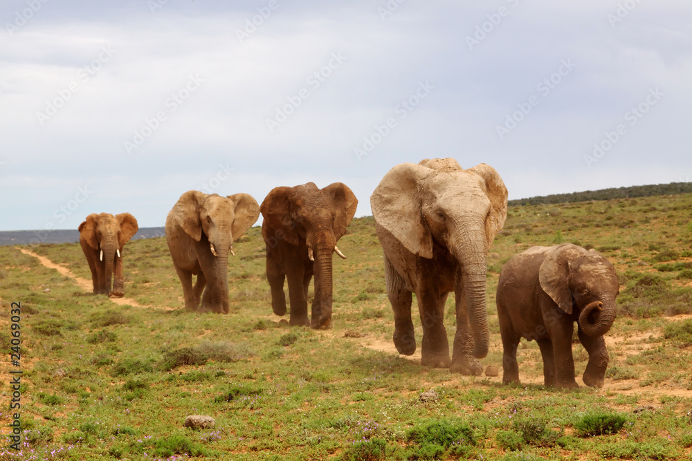 Fototapeta premium African Elephants