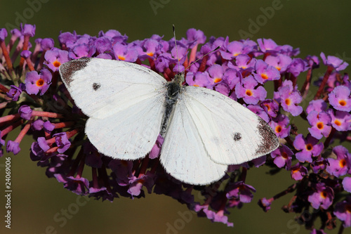 Cabbage White Butterfly photo