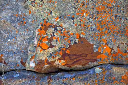 Abstract Lichen Patterns photo