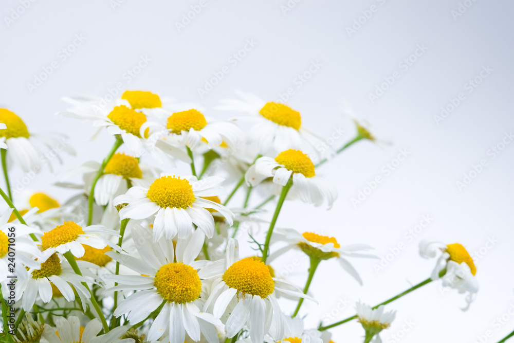 Chamomiles Chamomiles