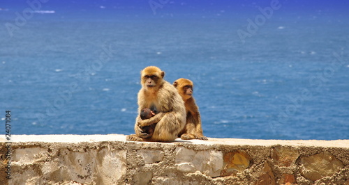 macaques photo