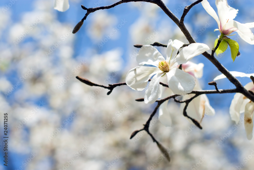 Naklejka premium 満開のコブシの花