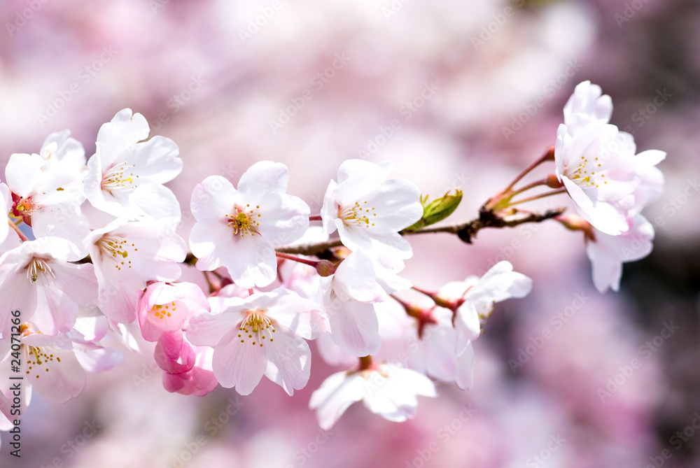 満開のソメイヨシノの花 満開のソメイヨシノの花