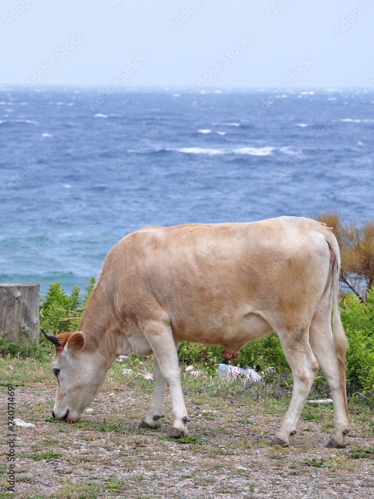 boeuf près de la mer boeuf près de la mer