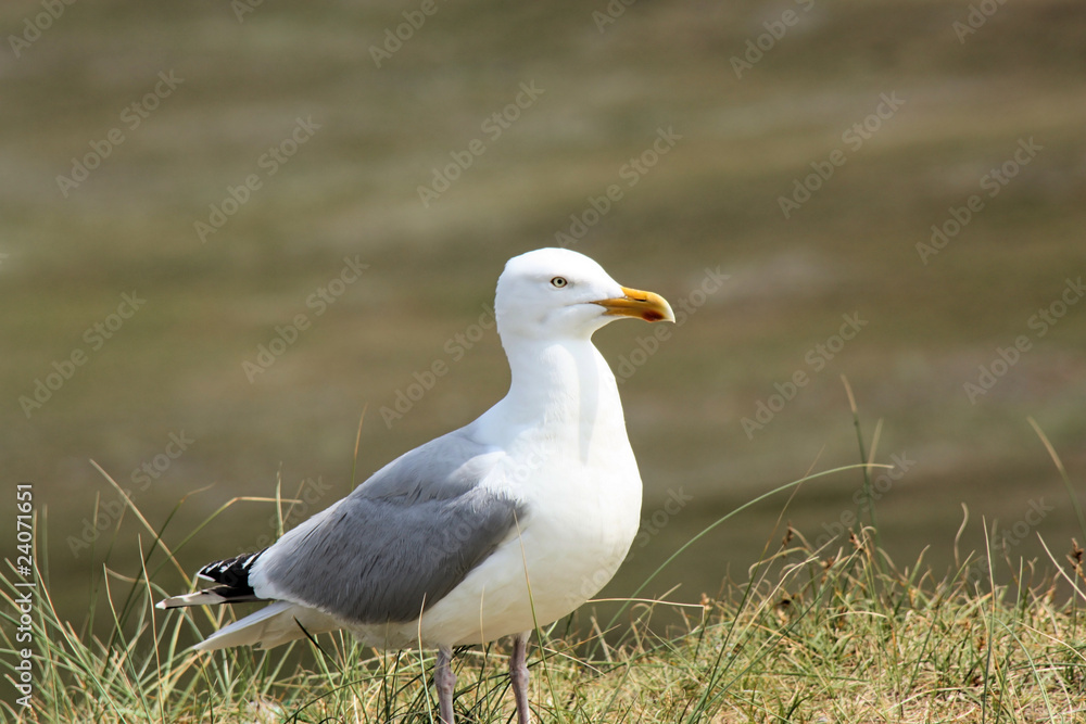 Obraz premium Silbermöwe auf Norderney