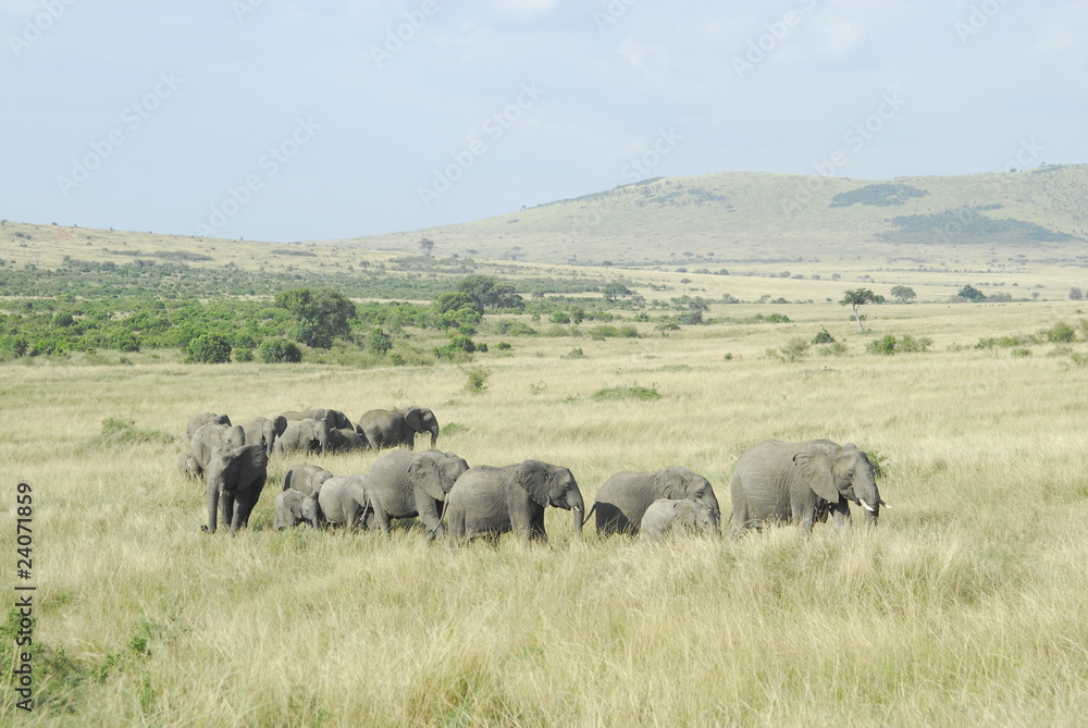 African Bush Elephant (Loxodonta africana) at Masai Mara, Kenya