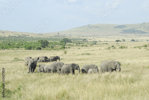 African Bush Elephant  Loxodonta africana  at Masai Mara  Kenya