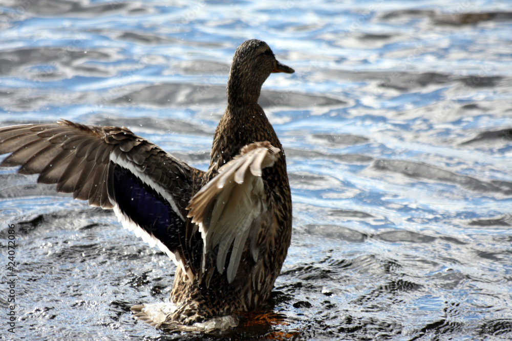 Fototapeta premium Ente beim Bad