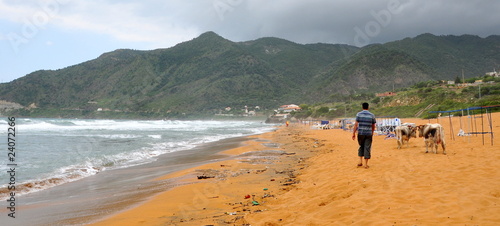 plage déserte envahie par des vaches