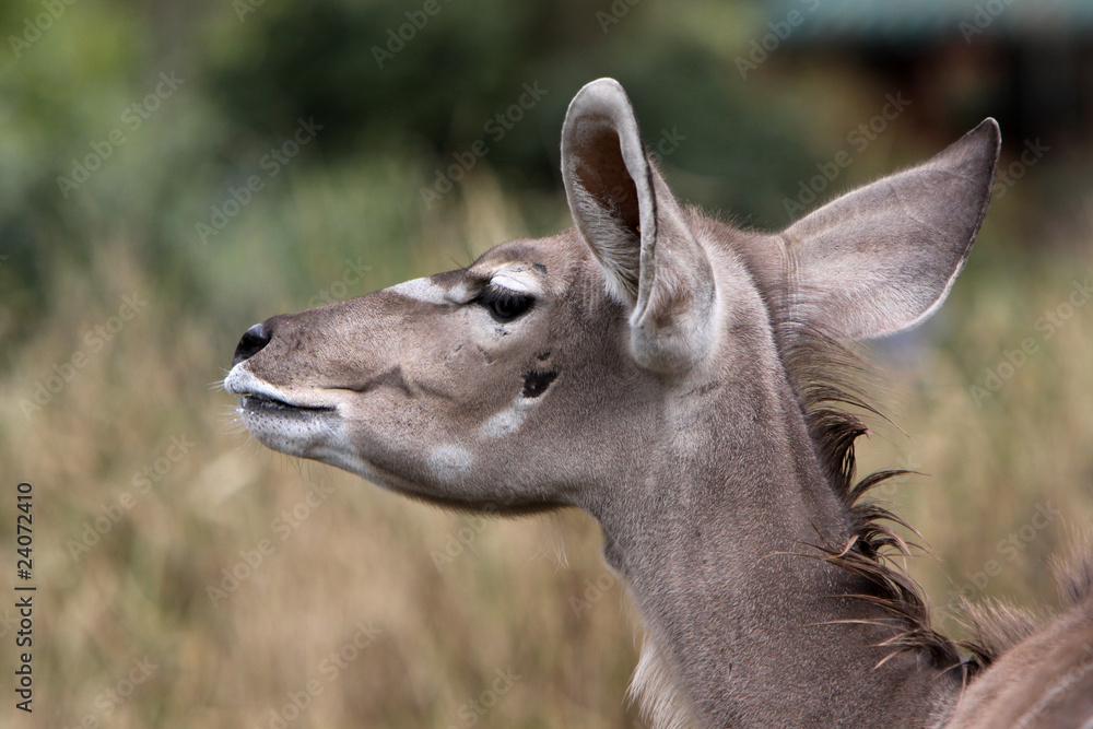 Großer Kudu (Kuh)