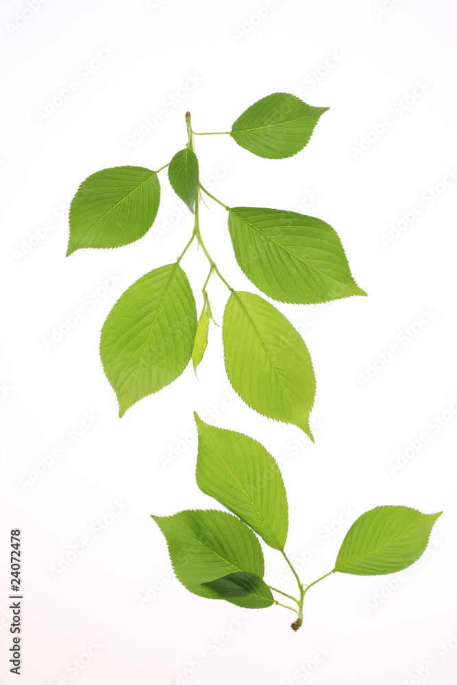 Naklejka premium 新緑