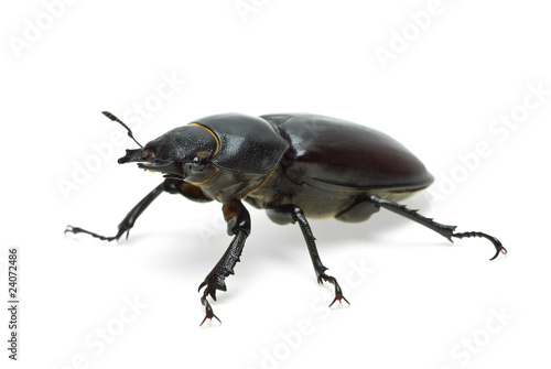 Slika na platnu Female stag beetle