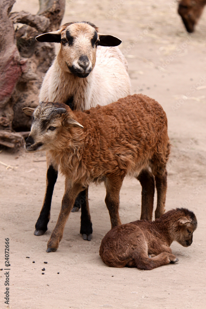 Fototapeta premium Kamerunschafe