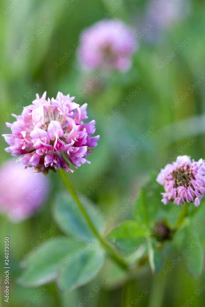 clover clover