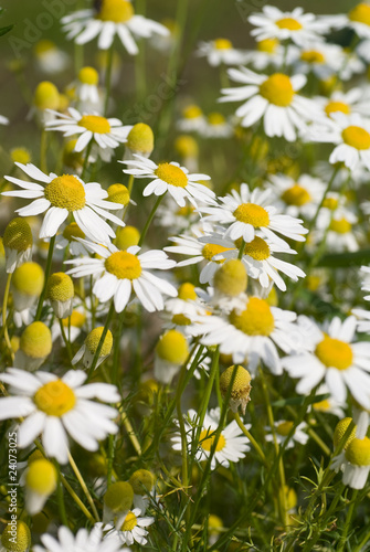 camomile