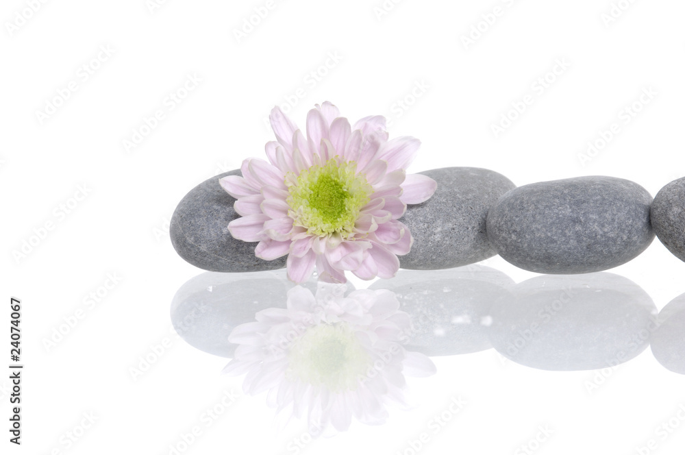 Pile of gray stones and flower with reflection Pile of gray stones and flower with reflection