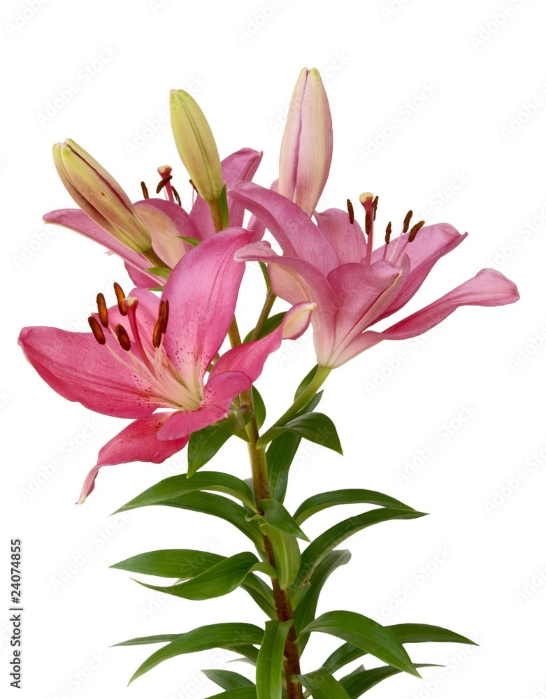 pink lilies with buds
