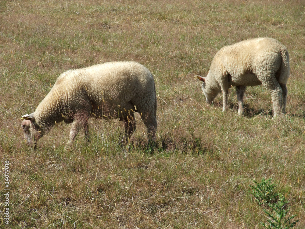 Moutons