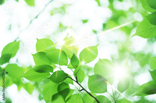 Wallpaper Mural 新緑と木漏れ日 Torontodigital.ca