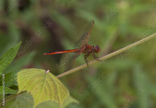 Wallpaper Mural Eastern Amberwing Dragonfly Torontodigital.ca