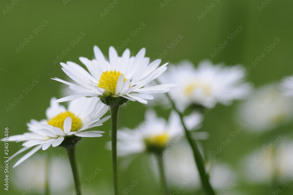 Gänseblümchen Gänseblümchen