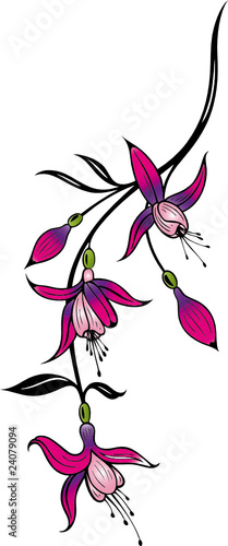 Fuchsie, Fuchsien, Blumen, Blüten, Ranke, floral, filigran