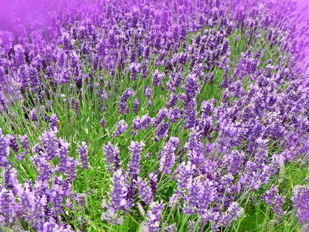 Naklejka premium lavender flowers