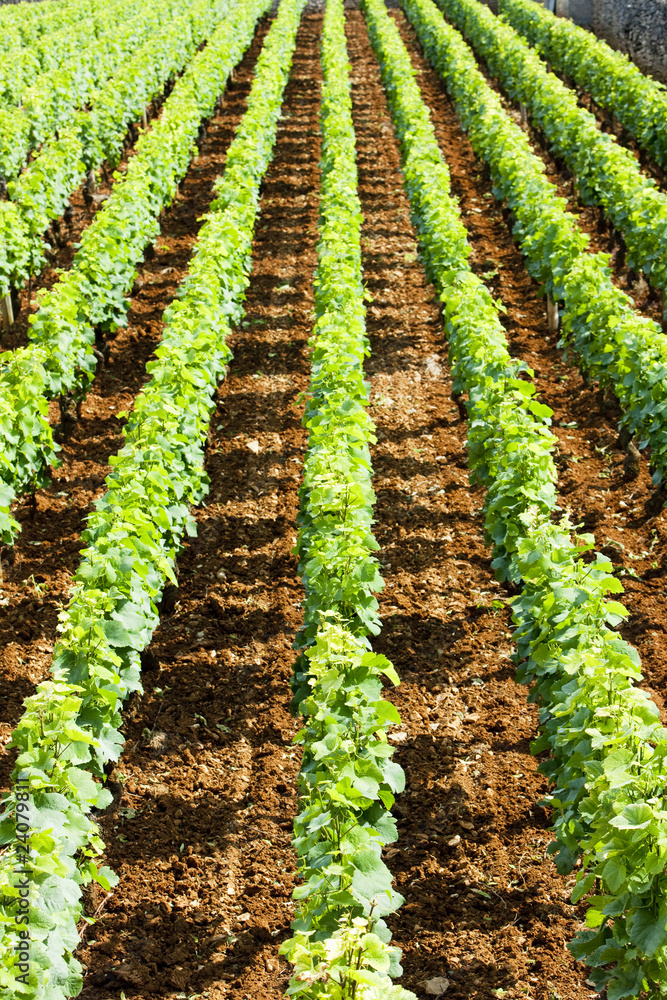 vineyard near Brochon, Cote de Nuits, Burgundy, France vineyard near Brochon, Cote de Nuits, Burgundy, France