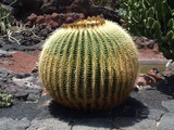 Kaktus im Jardin de Cactus in Guatiza auf Lanzarote