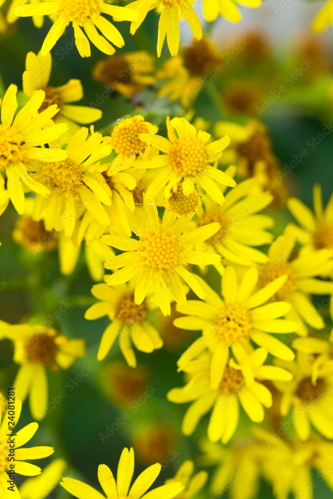 Gelbe Ringelblume Gelbe Ringelblume