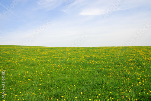 Obraz na plátně Grüne Wiese mit Himmel