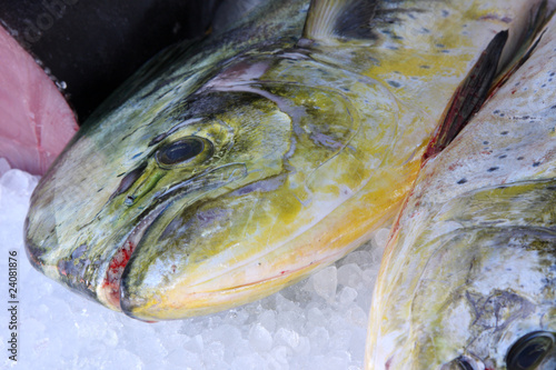 dorade coryphène sur étal de poissonnier photo