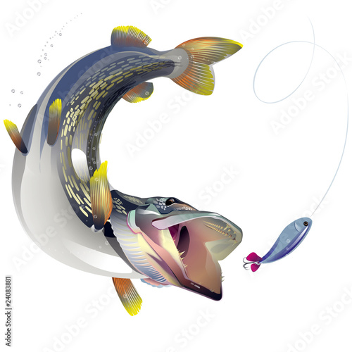 Ravenous fish moves for bait