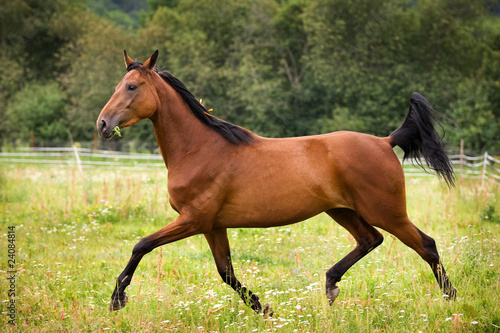Horse walking on grass field © Dixi_