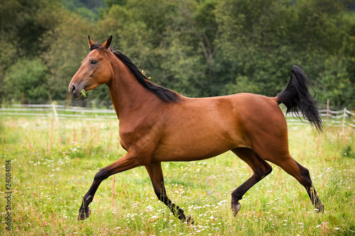 Horse walking on grass field