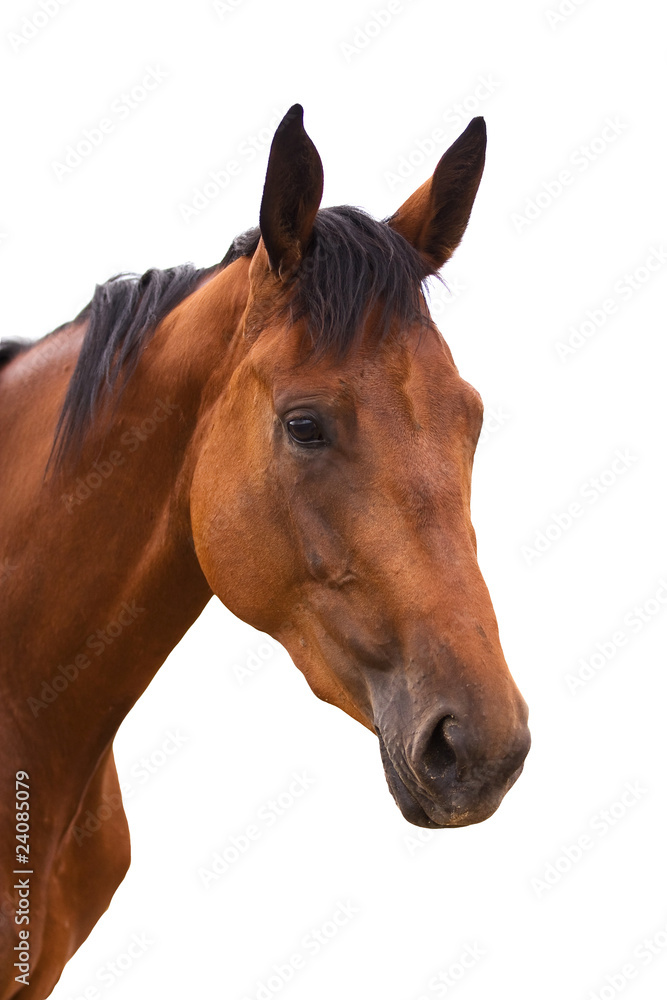 Fototapeta premium Horse head isolated