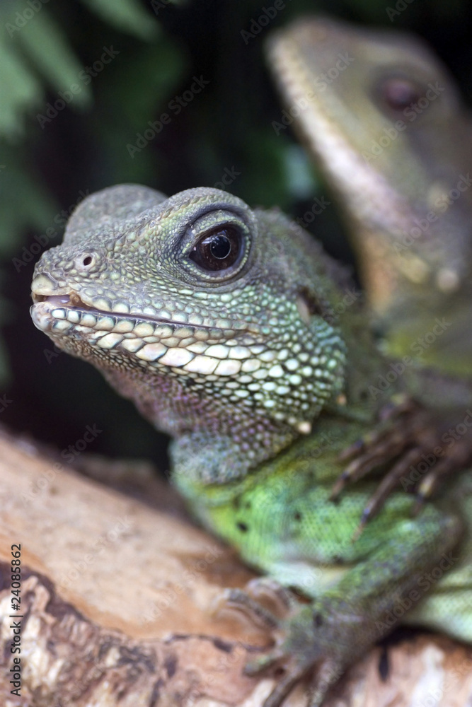 Green Iguana